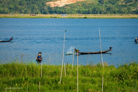 20191122__00171-86 Lac inle, les pêcheurs frappent la surface de l'eau pour efffrayer les poissons et les pousser ainsi dans leurs filets